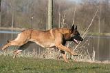 MALINOIS 1049